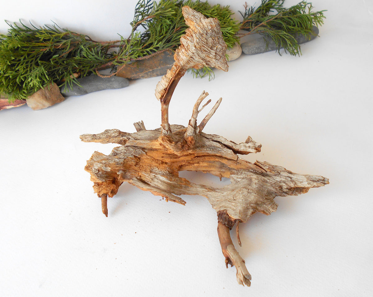 This is a naturally formed driftwood with a unique surface formed in a forest in the Rhodopes Mountain in Southern Europe- country Bulgaria. This piece of wood has been formed for many years and time has exposed the inner parts of the old tree wood. It is an old tre trunk with some roots that became a driftwood.