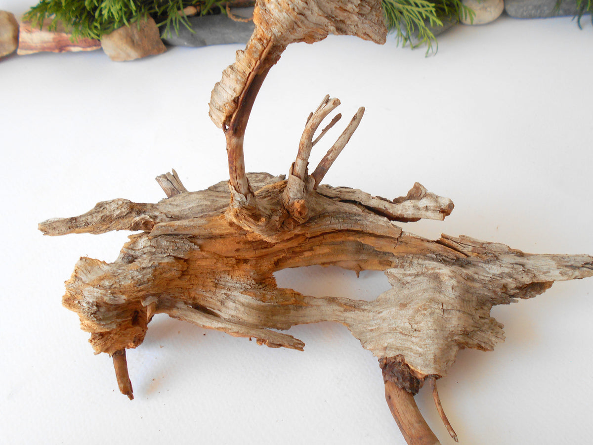 This is a naturally formed driftwood with a unique surface formed in a forest in the Rhodopes Mountain in Southern Europe- country Bulgaria. This piece of wood has been formed for many years and time has exposed the inner parts of the old tree wood. It is an old tre trunk with some roots that became a driftwood.