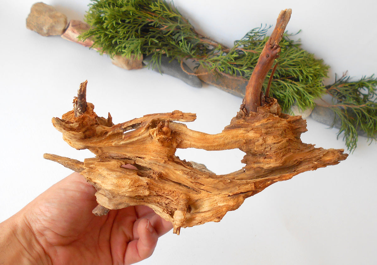 This is a naturally formed driftwood with a unique surface formed in a forest in the Rhodopes Mountain in Southern Europe- country Bulgaria. This piece of wood has been formed for many years and time has exposed the inner parts of the old tree wood. It is an old tre trunk with some roots that became a driftwood.