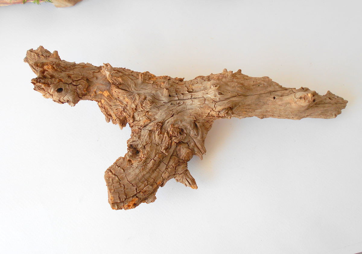 This is a naturally formed driftwood with a unique surface formed in a forest in the Rhodopes Mountain in Southern Europe- country Bulgaria. This piece of wood has been formed for many years and time has exposed the inner parts of the old tree wood. It is an old tre trunk with some roots that became a driftwood.