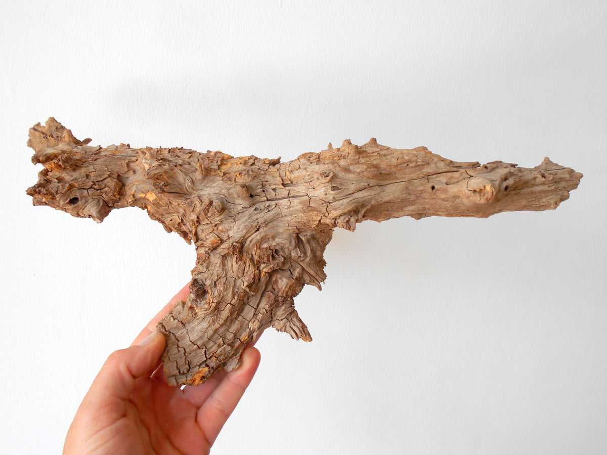 This is a naturally formed driftwood with a unique surface formed in a forest in the Rhodopes Mountain in Southern Europe- country Bulgaria. This piece of wood has been formed for many years and time has exposed the inner parts of the old tree wood. It is an old tre trunk with some roots that became a driftwood.