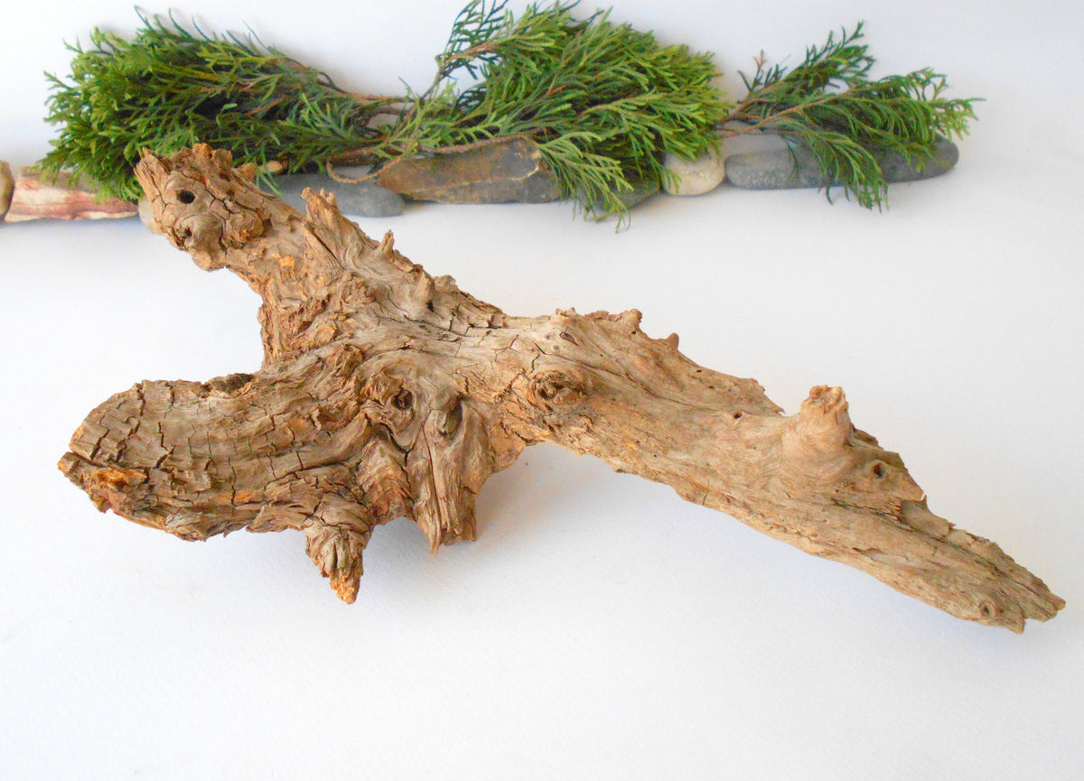 This is a naturally formed driftwood with a unique surface formed in a forest in the Rhodopes Mountain in Southern Europe- country Bulgaria. This piece of wood has been formed for many years and time has exposed the inner parts of the old tree wood. It is an old tre trunk with some roots that became a driftwood.