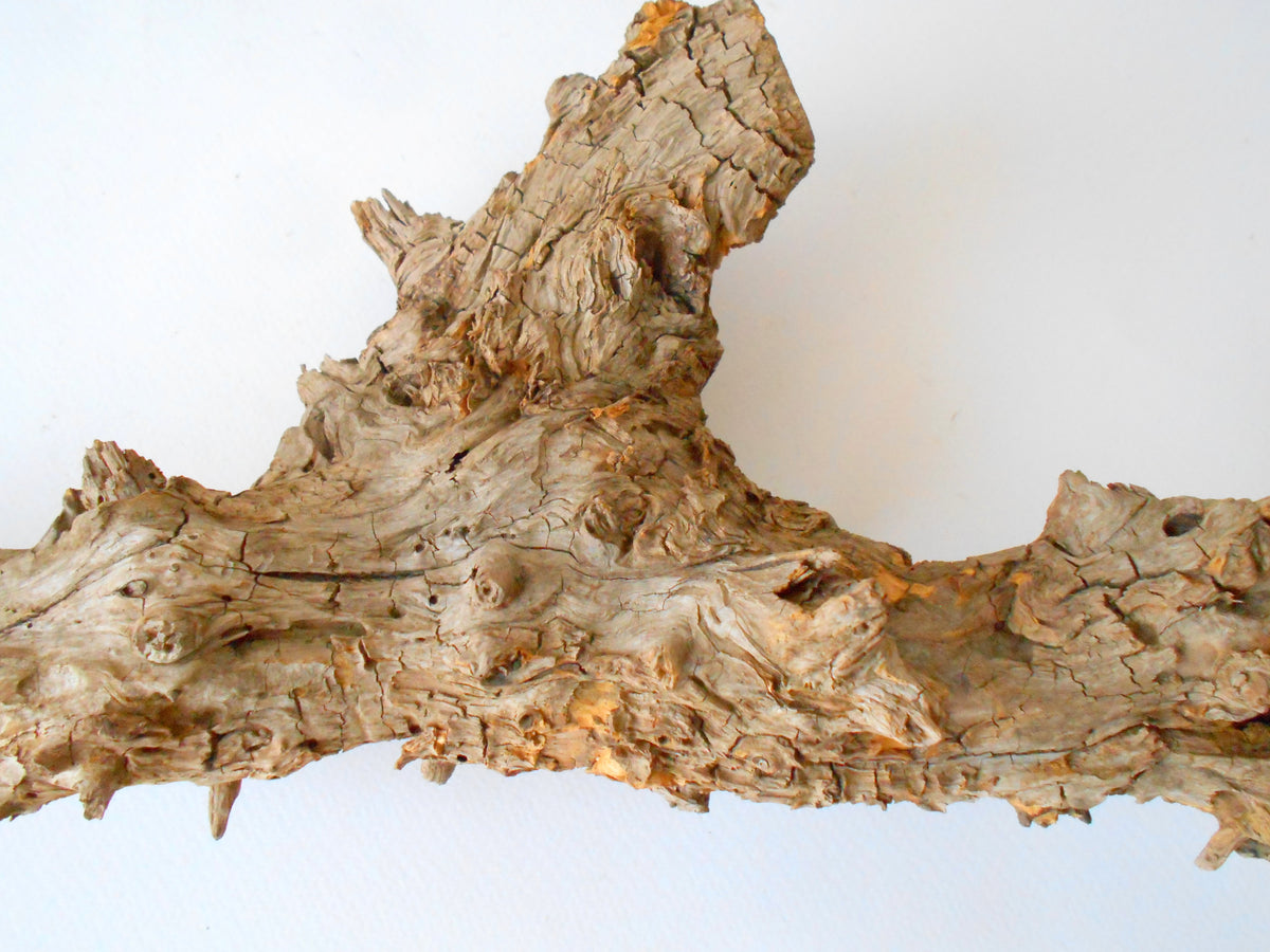 This is a naturally formed driftwood with a unique surface formed in a forest in the Rhodopes Mountain in Southern Europe- country Bulgaria. This piece of wood has been formed for many years and time has exposed the inner parts of the old tree wood. It is an old tre trunk with some roots that became a driftwood.