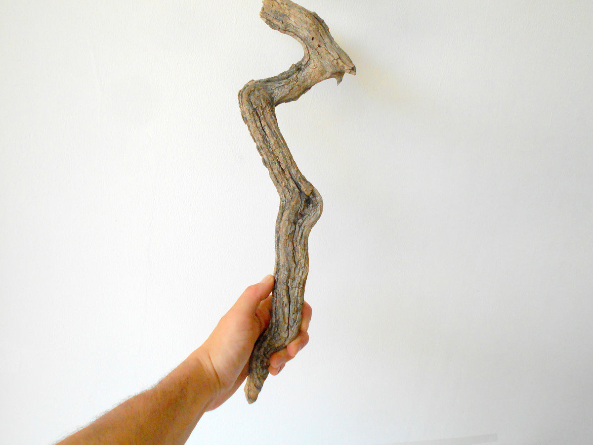 This is a naturally formed driftwood with a unique surface formed in a forest in the Rhodopes Mountain in Southern Europe- country Bulgaria. This piece of wood has been formed for many years and time has exposed the inner parts of the old tree wood. It is an old tre trunk with some roots that became a driftwood.