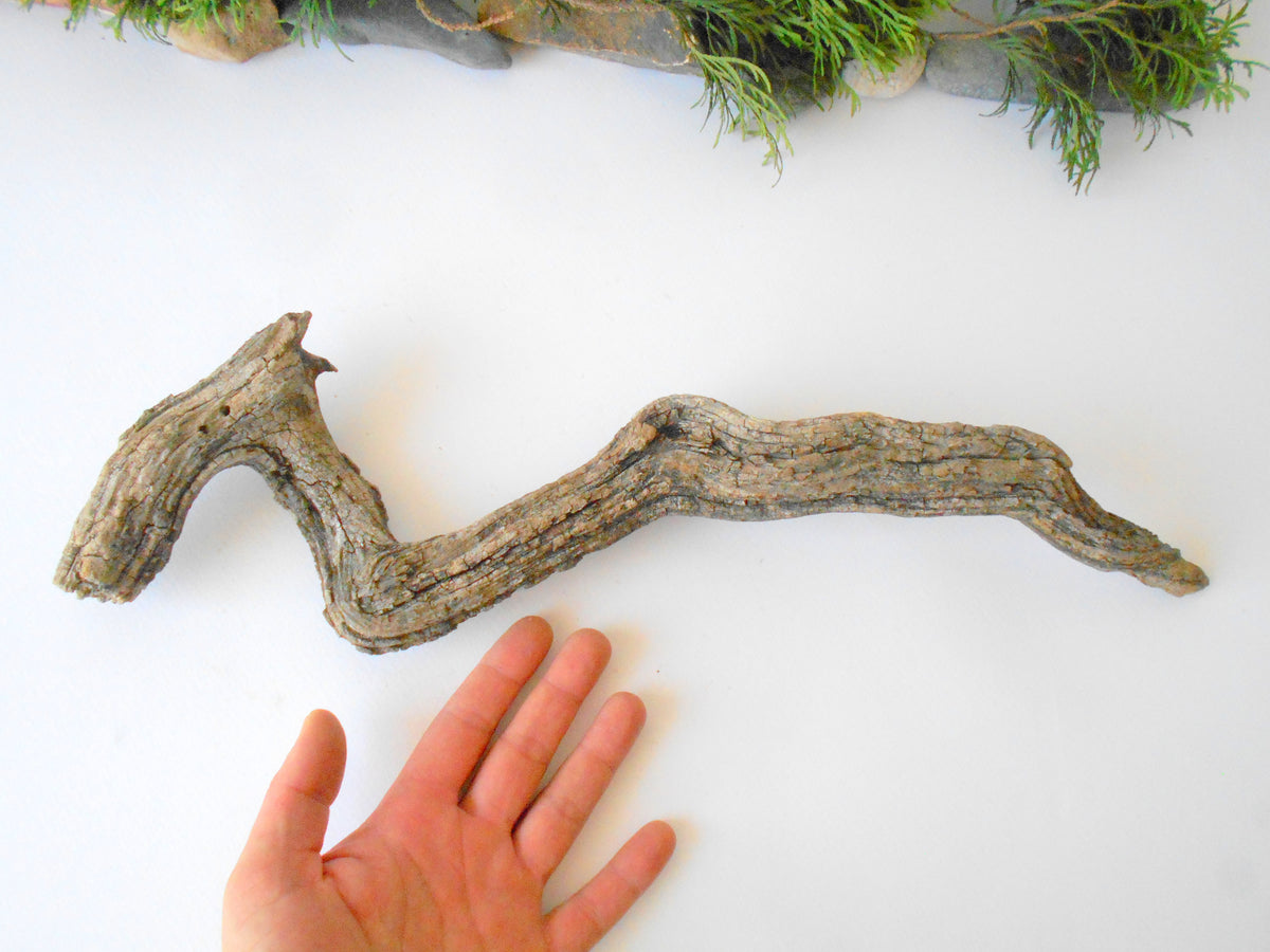 This is a naturally formed driftwood with a unique surface formed in a forest in the Rhodopes Mountain in Southern Europe- country Bulgaria. This piece of wood has been formed for many years and time has exposed the inner parts of the old tree wood. It is an old tre trunk with some roots that became a driftwood.