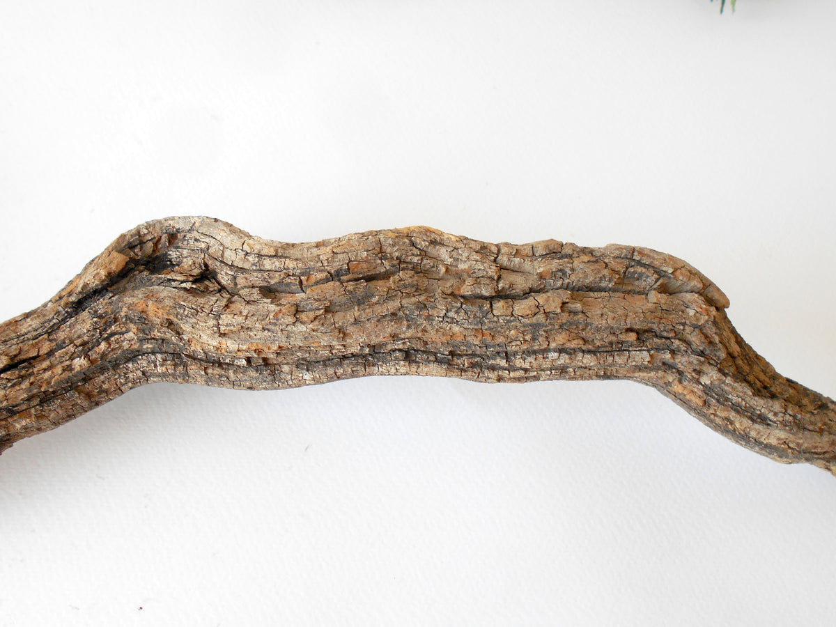 This is a naturally formed driftwood with a unique surface formed in a forest in the Rhodopes Mountain in Southern Europe- country Bulgaria. This piece of wood has been formed for many years and time has exposed the inner parts of the old tree wood. It is an old tre trunk with some roots that became a driftwood.