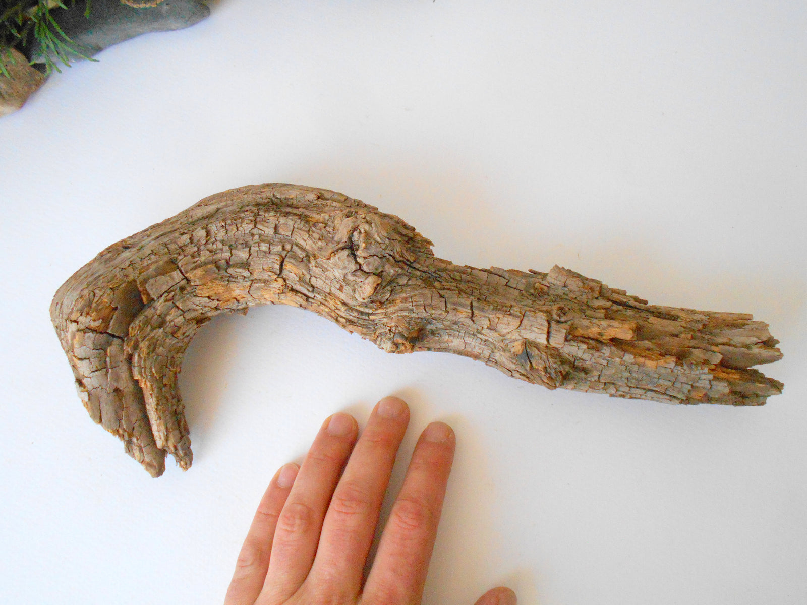 This is a naturally formed driftwood with a unique surface formed in a forest in the Rhodopes Mountain in Southern Europe- country Bulgaria. This piece of wood has been formed for many years and time has exposed the inner parts of the old tree wood. It is an old tre trunk with some roots that became a driftwood.  Size: 19'' x 2'' x 2''-&nbsp; 48 x 5 x 5 cm.&nbsp;