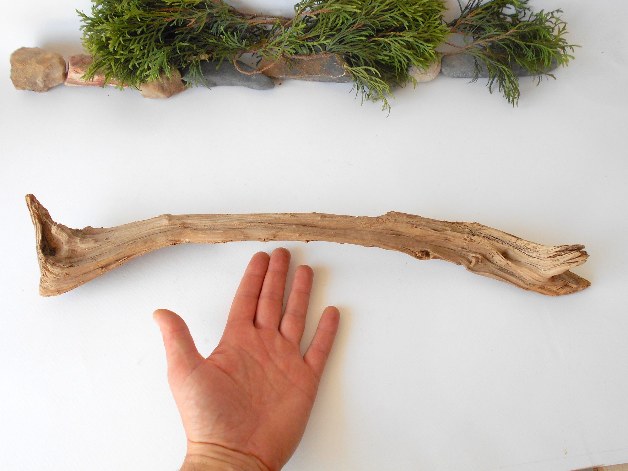 This is a naturally formed driftwood with a unique surface formed in a forest in the Rhodopes Mountain in Southern Europe- country Bulgaria. This piece of wood has been formed for many years and time has exposed the inner parts of the old tree wood. It is an old tre trunk with some roots that became a driftwood.  Size: 20.5' x 2'' x 2''-&nbsp; 52 x 5 x 5 cm.&nbsp;