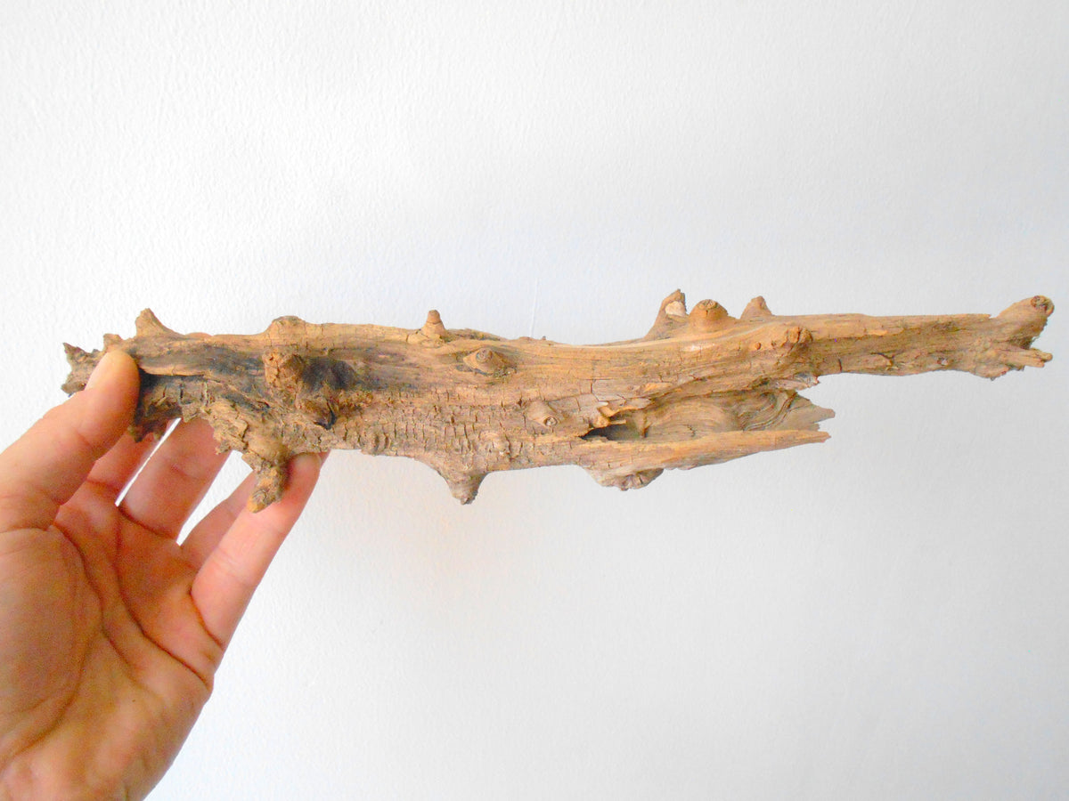 This is a naturally formed driftwood with a unique surface formed in a forest in the Rhodopes Mountain in Southern Europe- country Bulgaria. This piece of wood has been formed for many years and time has exposed the inner parts of the old tree wood.&amp;nbsp;  Size: 13&#39; x 2&#39;&#39; x 2&#39;&#39;-&amp;nbsp; 33 x 5 x 5 cm.&amp;nbsp;