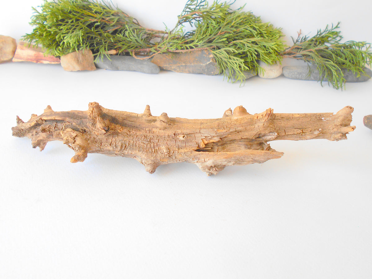 This is a naturally formed driftwood with a unique surface formed in a forest in the Rhodopes Mountain in Southern Europe- country Bulgaria. This piece of wood has been formed for many years and time has exposed the inner parts of the old tree wood.&amp;nbsp;  Size: 13&#39; x 2&#39;&#39; x 2&#39;&#39;-&amp;nbsp; 33 x 5 x 5 cm.&amp;nbsp;