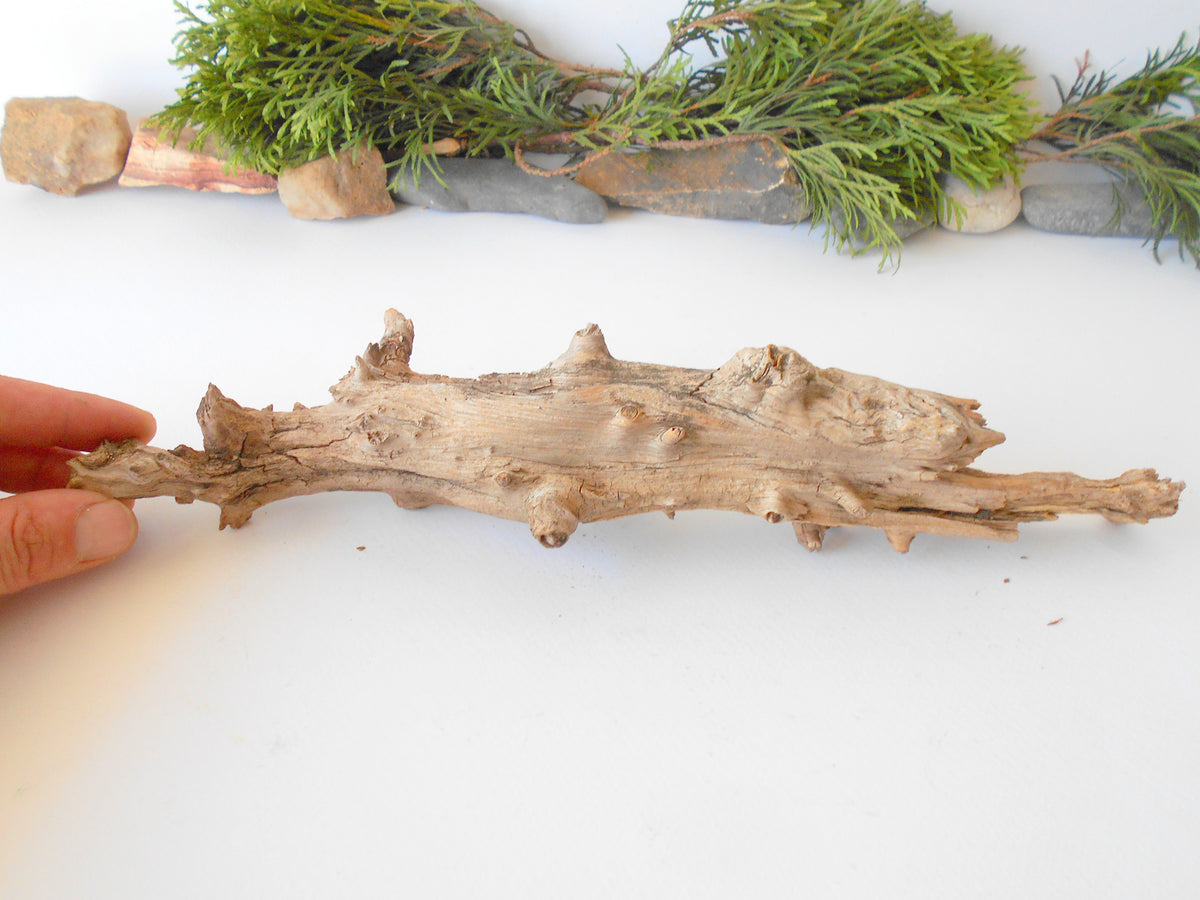 This is a naturally formed driftwood with a unique surface formed in a forest in the Rhodopes Mountain in Southern Europe- country Bulgaria. This piece of wood has been formed for many years and time has exposed the inner parts of the old tree wood.&amp;nbsp;  Size: 13&#39; x 2&#39;&#39; x 2&#39;&#39;-&amp;nbsp; 33 x 5 x 5 cm.&amp;nbsp;