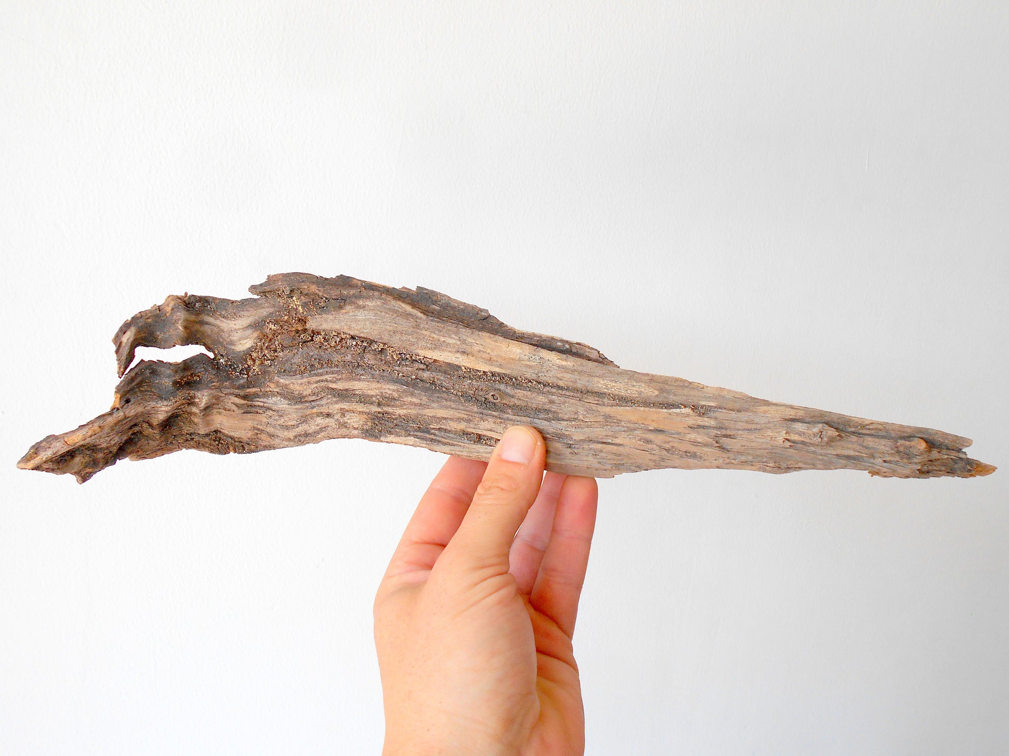 This is a naturally formed driftwood with a unique surface formed in a forest in the Rhodopes Mountain in Southern Europe- country Bulgaria. This piece of wood has been formed for many years and time has exposed the inner parts of the old tree wood.&nbsp;  Size: 15.5'' x 3.5'' x 2''-&nbsp; 39 x 9 x 5 cm.&nbsp;