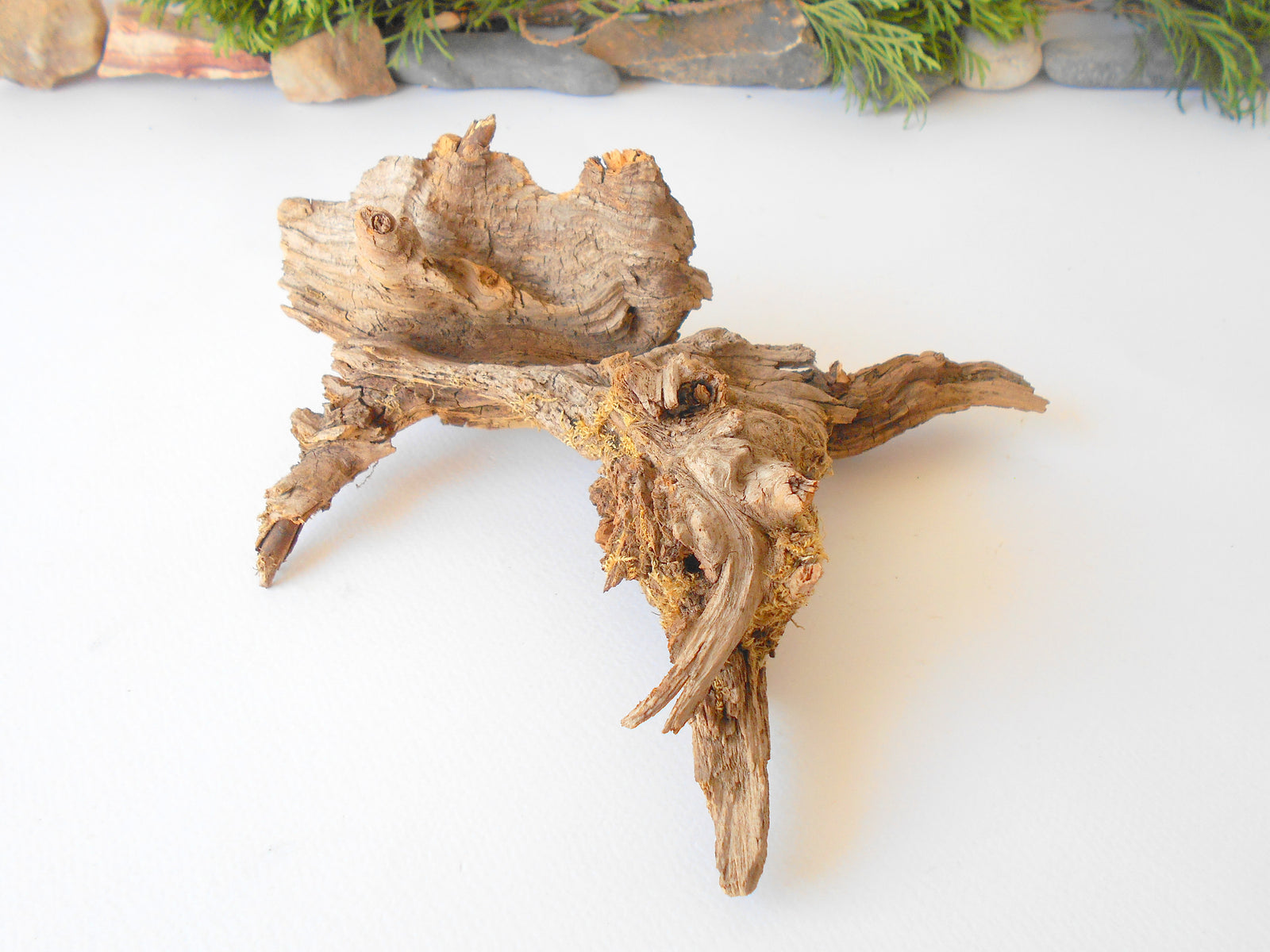 This is a naturally formed driftwood with a unique surface formed in a forest in the Rhodopes Mountain in Southern Europe- country Bulgaria. This piece of wood has been formed for many years and time has exposed the inner parts of the old tree wood.&nbsp;  Size: 8.5'' x 6.5'' x 3.5''-&nbsp; 22 x 17 x 9 cm.&nbsp;