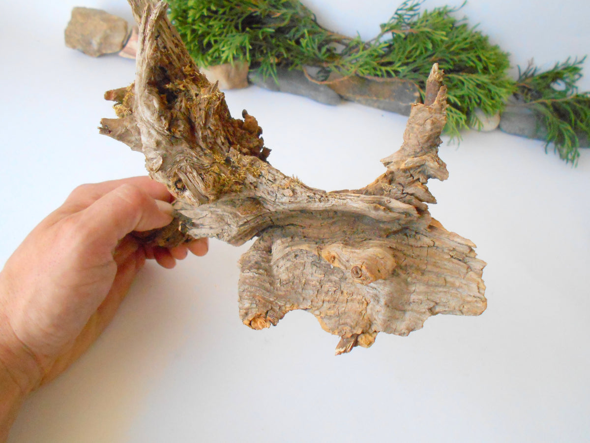 This is a naturally formed driftwood with a unique surface formed in a forest in the Rhodopes Mountain in Southern Europe- country Bulgaria. This piece of wood has been formed for many years and time has exposed the inner parts of the old tree wood.&amp;nbsp;  Size: 8.5&#39;&#39; x 6.5&#39;&#39; x 3.5&#39;&#39;-&amp;nbsp; 22 x 17 x 9 cm.&amp;nbsp;