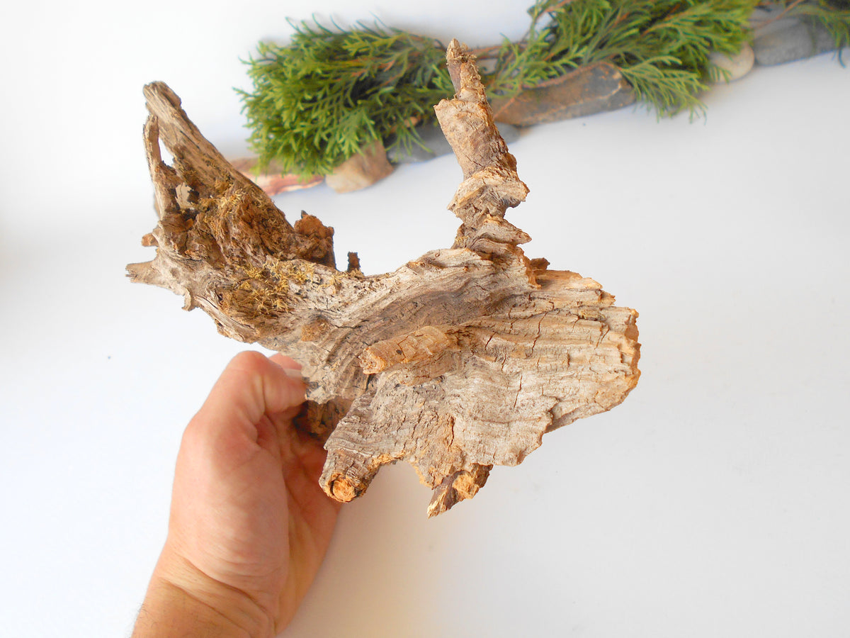 This is a naturally formed driftwood with a unique surface formed in a forest in the Rhodopes Mountain in Southern Europe- country Bulgaria. This piece of wood has been formed for many years and time has exposed the inner parts of the old tree wood.&amp;nbsp;  Size: 8.5&#39;&#39; x 6.5&#39;&#39; x 3.5&#39;&#39;-&amp;nbsp; 22 x 17 x 9 cm.&amp;nbsp;