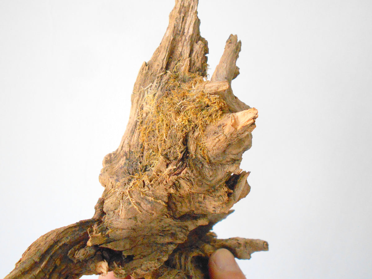 This is a naturally formed driftwood with a unique surface formed in a forest in the Rhodopes Mountain in Southern Europe- country Bulgaria. This piece of wood has been formed for many years and time has exposed the inner parts of the old tree wood.&amp;nbsp;  Size: 8.5&#39;&#39; x 6.5&#39;&#39; x 3.5&#39;&#39;-&amp;nbsp; 22 x 17 x 9 cm.&amp;nbsp;