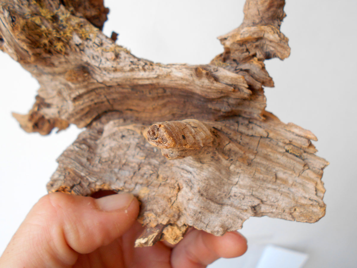 This is a naturally formed driftwood with a unique surface formed in a forest in the Rhodopes Mountain in Southern Europe- country Bulgaria. This piece of wood has been formed for many years and time has exposed the inner parts of the old tree wood.&amp;nbsp;  Size: 8.5&#39;&#39; x 6.5&#39;&#39; x 3.5&#39;&#39;-&amp;nbsp; 22 x 17 x 9 cm.&amp;nbsp;