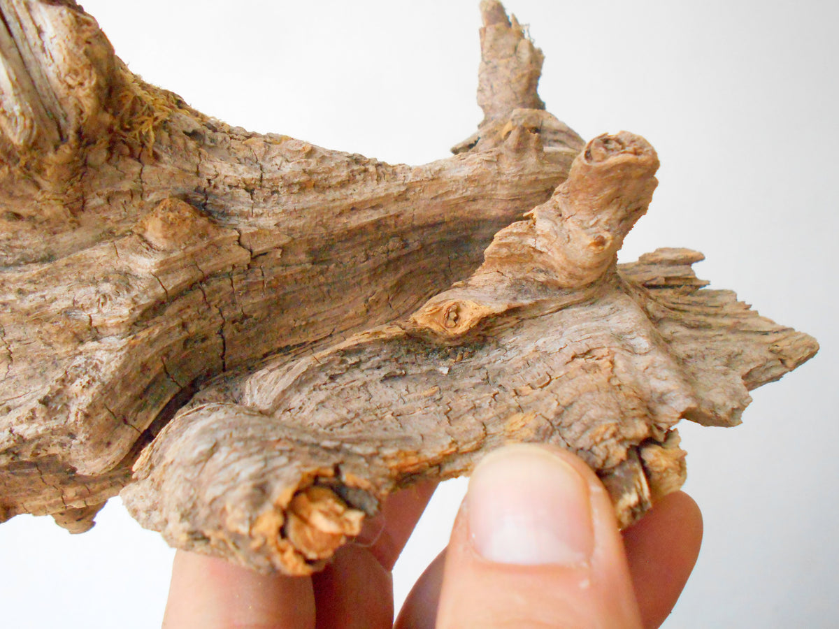 This is a naturally formed driftwood with a unique surface formed in a forest in the Rhodopes Mountain in Southern Europe- country Bulgaria. This piece of wood has been formed for many years and time has exposed the inner parts of the old tree wood.&amp;nbsp;  Size: 8.5&#39;&#39; x 6.5&#39;&#39; x 3.5&#39;&#39;-&amp;nbsp; 22 x 17 x 9 cm.&amp;nbsp;