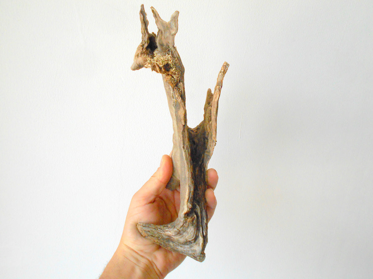 This is a naturally formed driftwood with a unique surface formed in a forest in the Rhodopes Mountain in Southern Europe- country Bulgaria. This piece of wood has been formed for many years and time has exposed the inner parts of the old tree wood.&amp;nbsp;  Size: 11&#39;&#39; x 4&#39;&#39; x 2.5&#39;&#39;-&amp;nbsp; 28 x 10 x 6 cm.&amp;nbsp;