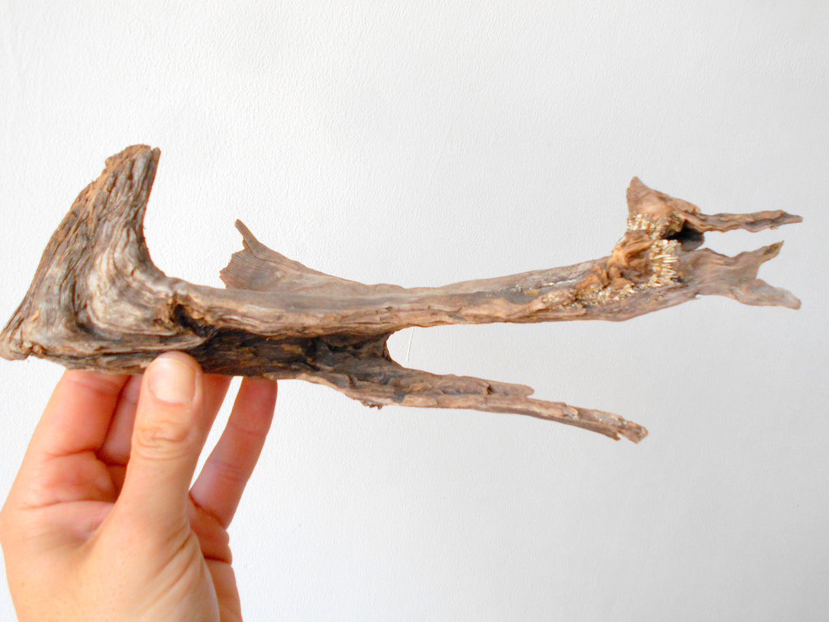 This is a naturally formed driftwood with a unique surface formed in a forest in the Rhodopes Mountain in Southern Europe- country Bulgaria. This piece of wood has been formed for many years and time has exposed the inner parts of the old tree wood.&amp;nbsp;  Size: 11&#39;&#39; x 4&#39;&#39; x 2.5&#39;&#39;-&amp;nbsp; 28 x 10 x 6 cm.&amp;nbsp;