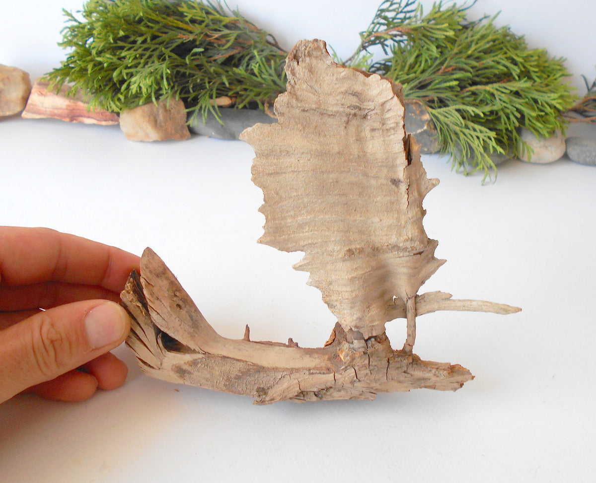 This is a naturally formed driftwood with a unique surface formed in a forest in the Rhodopes Mountain in Southern Europe- country Bulgaria. This piece of wood has been formed for many years and time has exposed the inner parts of the old tree wood.&amp;nbsp;  Size: 6&#39;&#39; x 5.5&#39;&#39; x 1.2&#39;&#39;-&amp;nbsp; 15.5 x 14 x 3.5 cm