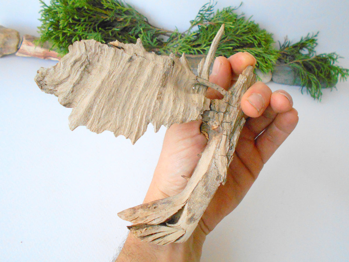 This is a naturally formed driftwood with a unique surface formed in a forest in the Rhodopes Mountain in Southern Europe- country Bulgaria. This piece of wood has been formed for many years and time has exposed the inner parts of the old tree wood.&amp;nbsp;  Size: 6&#39;&#39; x 5.5&#39;&#39; x 1.2&#39;&#39;-&amp;nbsp; 15.5 x 14 x 3.5 cm