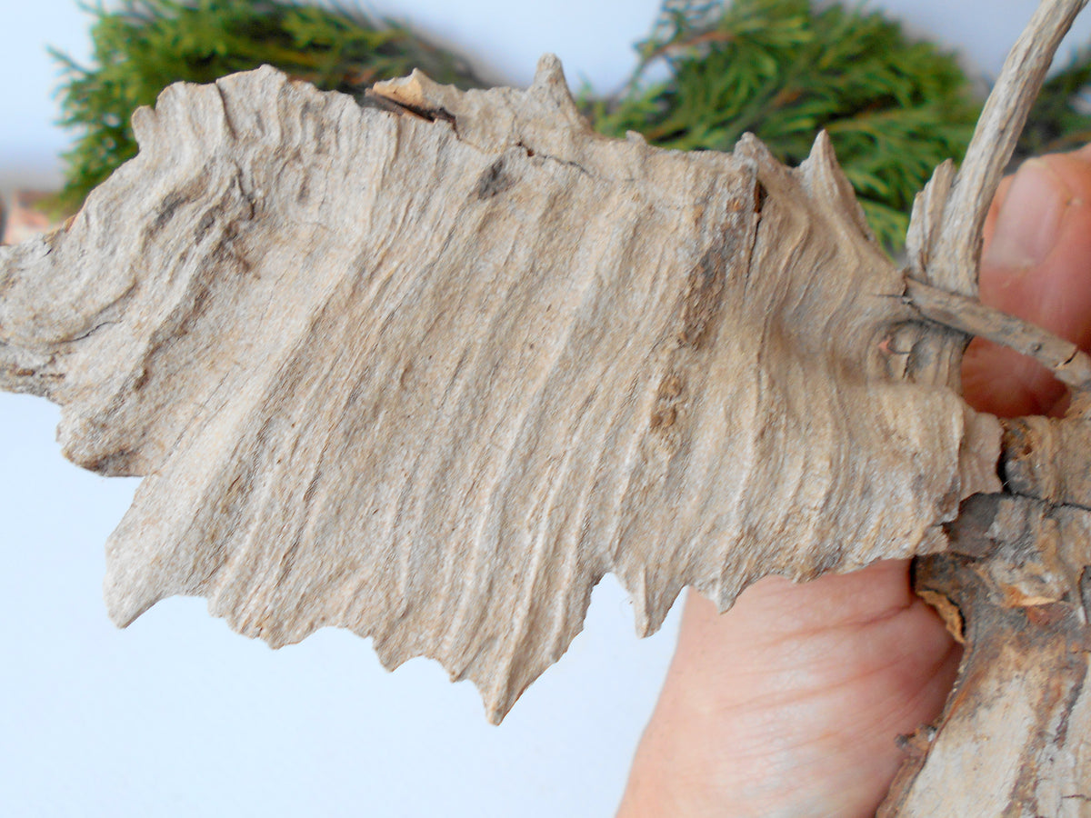 This is a naturally formed driftwood with a unique surface formed in a forest in the Rhodopes Mountain in Southern Europe- country Bulgaria. This piece of wood has been formed for many years and time has exposed the inner parts of the old tree wood.&amp;nbsp;  Size: 6&#39;&#39; x 5.5&#39;&#39; x 1.2&#39;&#39;-&amp;nbsp; 15.5 x 14 x 3.5 cm