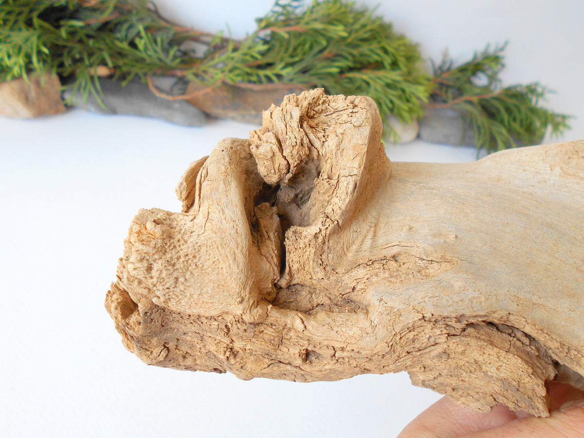 This is a naturally formed driftwood with a unique surface formed in a forest in the Rhodopes Mountain in Southern Europe- country Bulgaria. This piece of wood has been formed for many years and time has exposed the inner parts of the old tree wood. It looks like a small boat or a small pirate ship.  Size: 8.5&#39;&#39; x 3&#39;&#39; x 2.5&#39;&#39;-&amp;nbsp; 22 x 8 x 6 cm.&amp;nbsp;