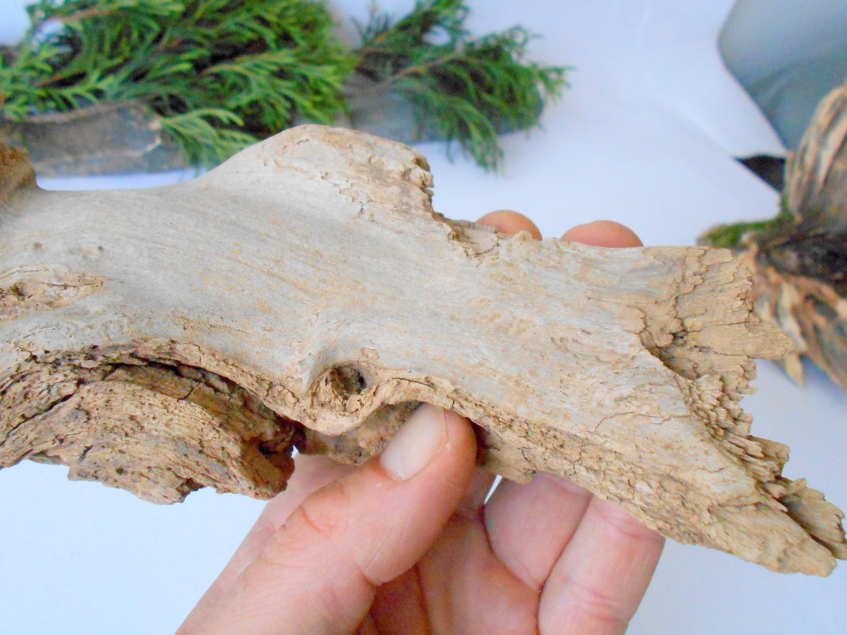 This is a naturally formed driftwood with a unique surface formed in a forest in the Rhodopes Mountain in Southern Europe- country Bulgaria. This piece of wood has been formed for many years and time has exposed the inner parts of the old tree wood. It looks like a small boat or a small pirate ship.  Size: 8.5&#39;&#39; x 3&#39;&#39; x 2.5&#39;&#39;-&amp;nbsp; 22 x 8 x 6 cm.&amp;nbsp;