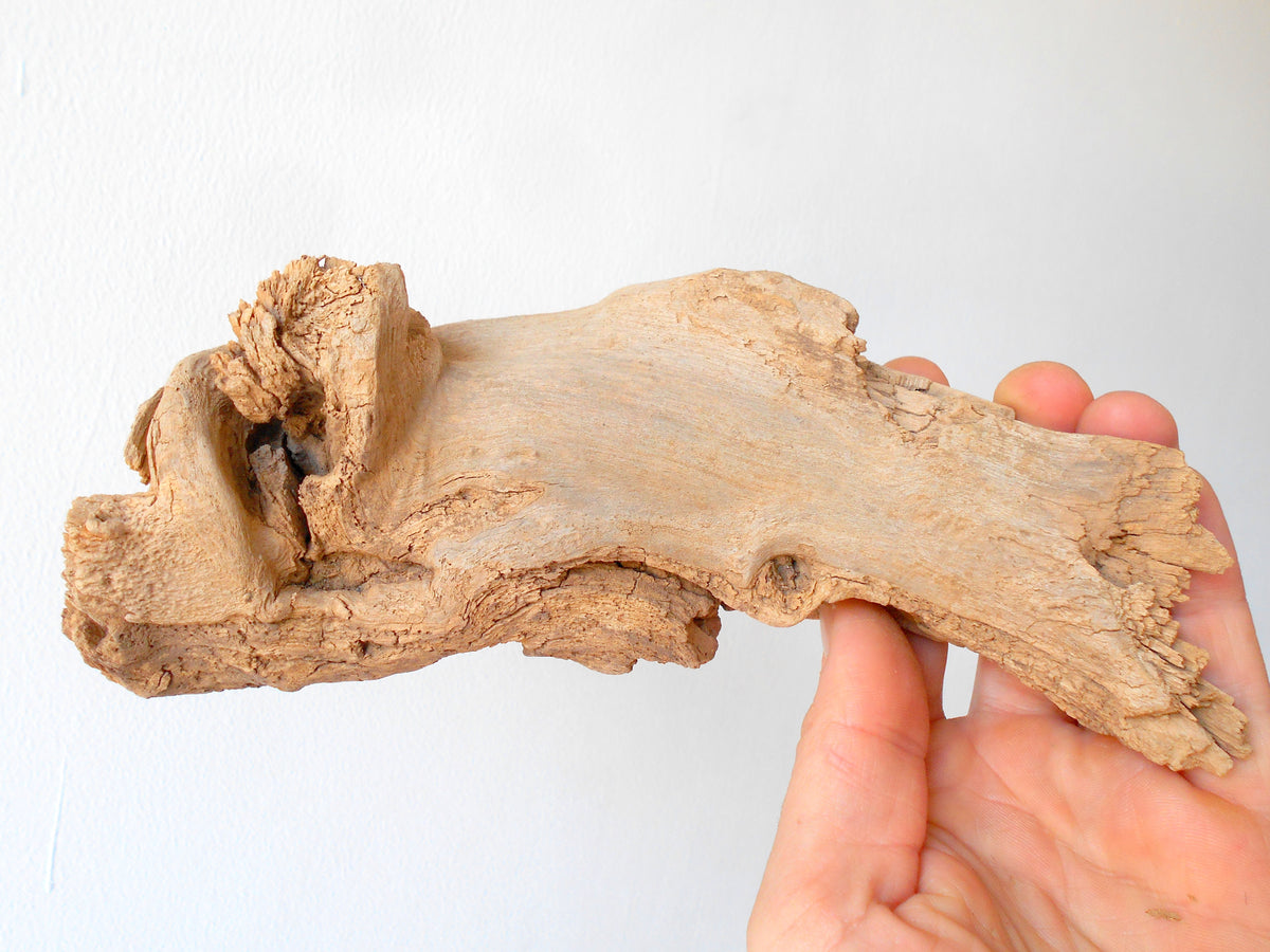 This is a naturally formed driftwood with a unique surface formed in a forest in the Rhodopes Mountain in Southern Europe- country Bulgaria. This piece of wood has been formed for many years and time has exposed the inner parts of the old tree wood. It looks like a small boat or a small pirate ship.  Size: 8.5&#39;&#39; x 3&#39;&#39; x 2.5&#39;&#39;-&amp;nbsp; 22 x 8 x 6 cm.&amp;nbsp;