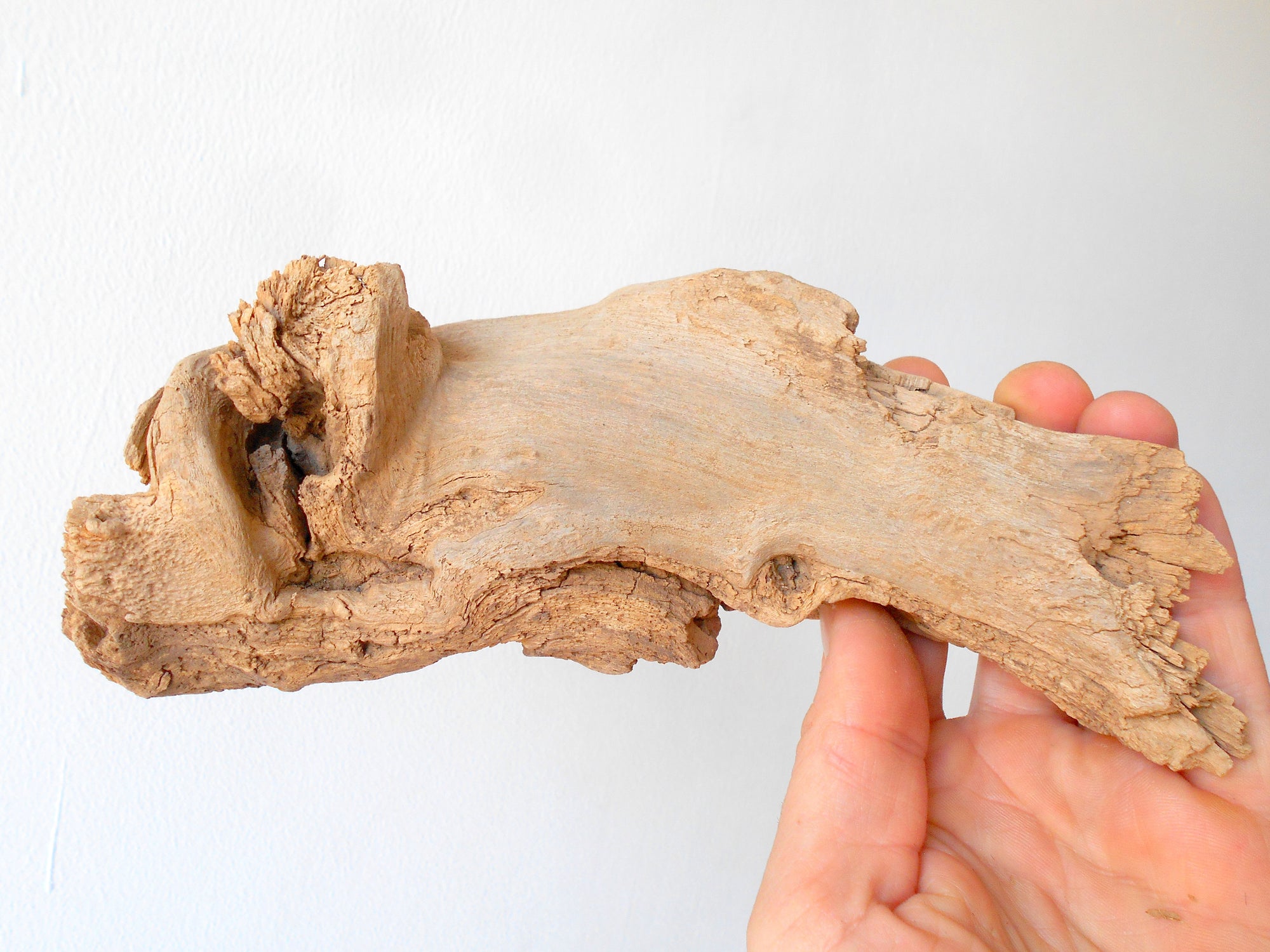 This is a naturally formed driftwood with a unique surface formed in a forest in the Rhodopes Mountain in Southern Europe- country Bulgaria. This piece of wood has been formed for many years and time has exposed the inner parts of the old tree wood. It looks like a small boat or a small pirate ship.  Size: 8.5'' x 3'' x 2.5''-&nbsp; 22 x 8 x 6 cm.&nbsp;