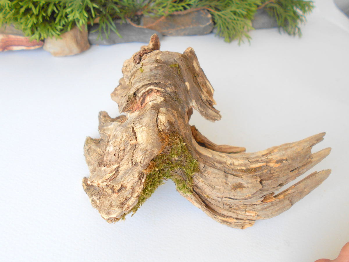 This is a naturally formed driftwood with a unique surface formed in a forest in the Rhodopes Mountain in Southern Europe- country Bulgaria. This piece of wood has been formed for many years and time has exposed the inner parts of the old tree wood. It looks like a small boat or a small pirate ship.  Size: 7&#39;&#39; x 5&#39;&#39; x 4&#39;&#39;-&amp;nbsp; 18 x 13 x 10 cm.&amp;nbsp;