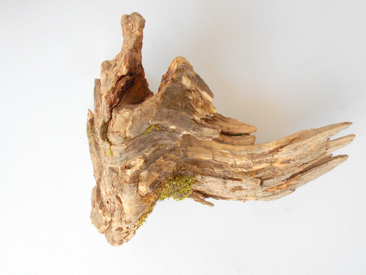 This is a naturally formed driftwood with a unique surface formed in a forest in the Rhodopes Mountain in Southern Europe- country Bulgaria. This piece of wood has been formed for many years and time has exposed the inner parts of the old tree wood. It looks like a small boat or a small pirate ship.  Size: 7&#39;&#39; x 5&#39;&#39; x 4&#39;&#39;-&amp;nbsp; 18 x 13 x 10 cm.&amp;nbsp;