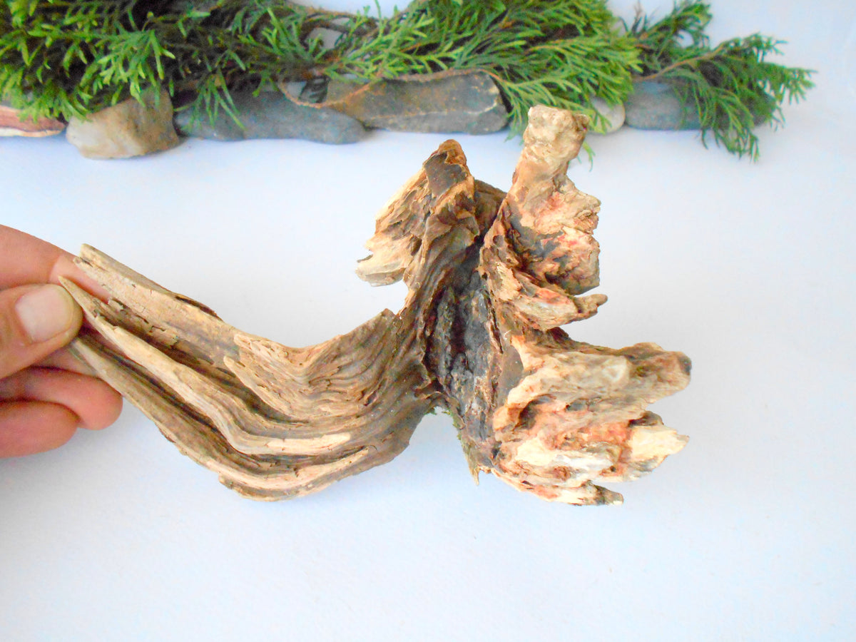 This is a naturally formed driftwood with a unique surface formed in a forest in the Rhodopes Mountain in Southern Europe- country Bulgaria. This piece of wood has been formed for many years and time has exposed the inner parts of the old tree wood. It looks like a small boat or a small pirate ship.  Size: 7&#39;&#39; x 5&#39;&#39; x 4&#39;&#39;-&amp;nbsp; 18 x 13 x 10 cm.&amp;nbsp;