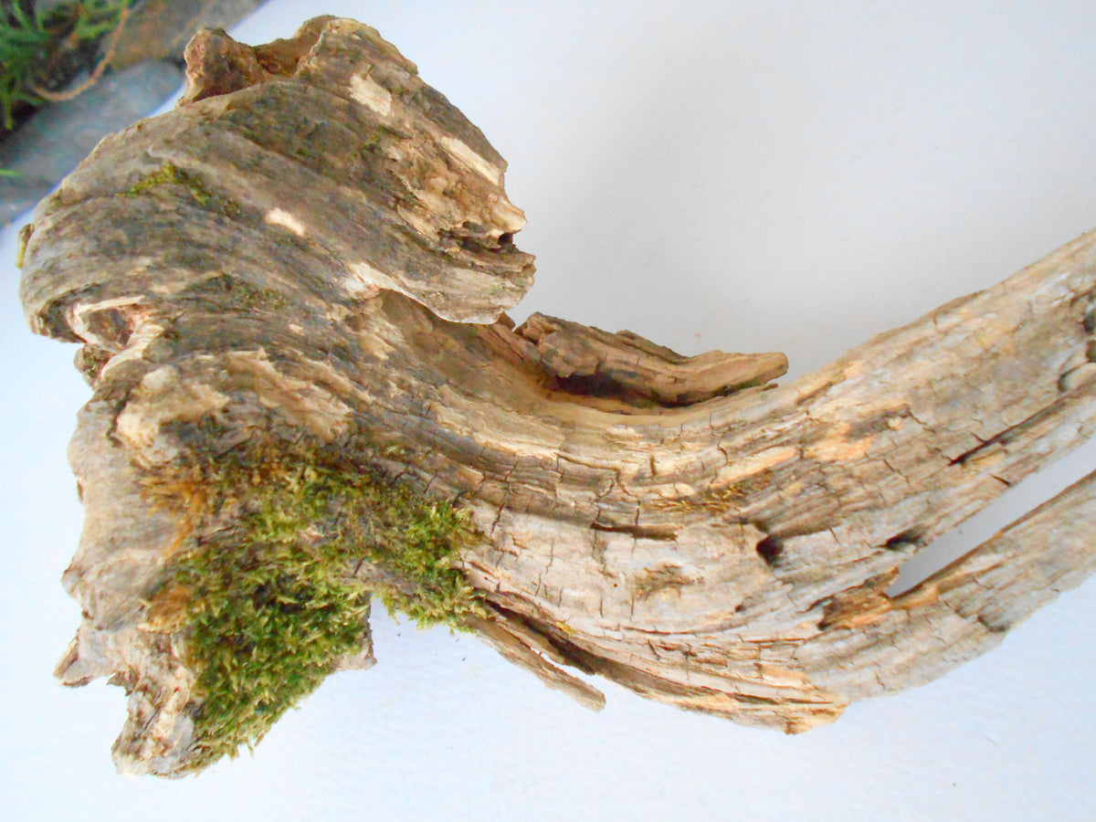 This is a naturally formed driftwood with a unique surface formed in a forest in the Rhodopes Mountain in Southern Europe- country Bulgaria. This piece of wood has been formed for many years and time has exposed the inner parts of the old tree wood. It looks like a small boat or a small pirate ship.  Size: 7&#39;&#39; x 5&#39;&#39; x 4&#39;&#39;-&amp;nbsp; 18 x 13 x 10 cm.&amp;nbsp;