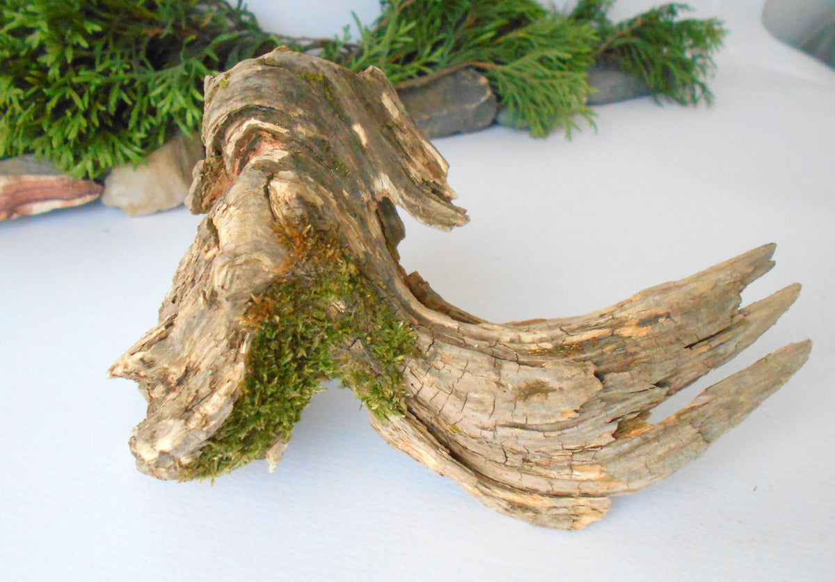 This is a naturally formed driftwood with a unique surface formed in a forest in the Rhodopes Mountain in Southern Europe- country Bulgaria. This piece of wood has been formed for many years and time has exposed the inner parts of the old tree wood. It looks like a small boat or a small pirate ship.  Size: 7&#39;&#39; x 5&#39;&#39; x 4&#39;&#39;-&amp;nbsp; 18 x 13 x 10 cm.&amp;nbsp;