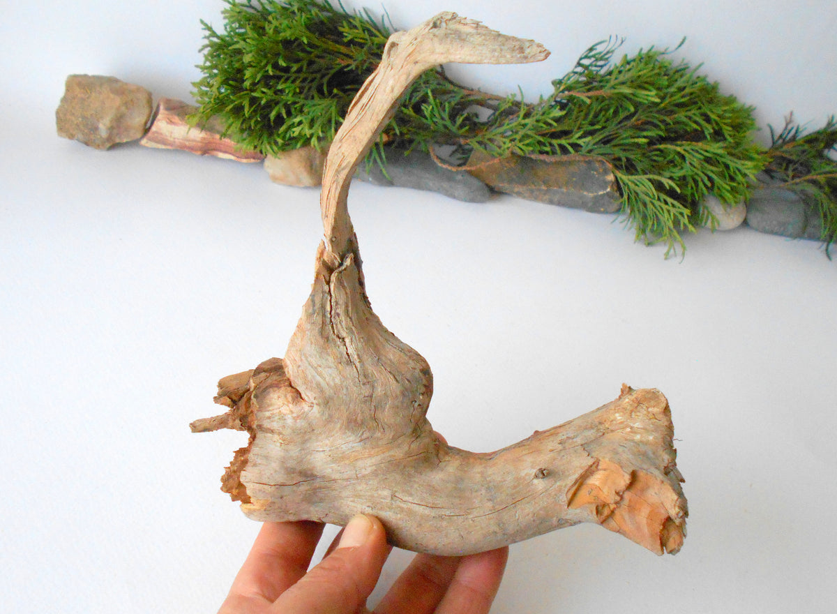 This is a naturally formed driftwood with a unique surface formed in a forest in the Rhodopes Mountain in Southern Europe- country Bulgaria. This piece of wood has been formed for many years and time has exposed the inner parts of the old tree wood. It looks like a small boat or a small pirate ship.  Size: 7.5&#39;&#39; x 7&#39;&#39; x 2&#39;&#39;-&amp;nbsp; 19.5 x 18 x 5 cm.&amp;nbsp;