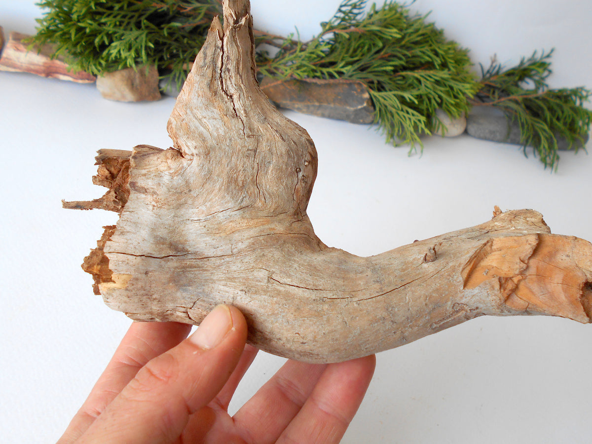 This is a naturally formed driftwood with a unique surface formed in a forest in the Rhodopes Mountain in Southern Europe- country Bulgaria. This piece of wood has been formed for many years and time has exposed the inner parts of the old tree wood. It looks like a small boat or a small pirate ship.  Size: 7.5&#39;&#39; x 7&#39;&#39; x 2&#39;&#39;-&amp;nbsp; 19.5 x 18 x 5 cm.&amp;nbsp;