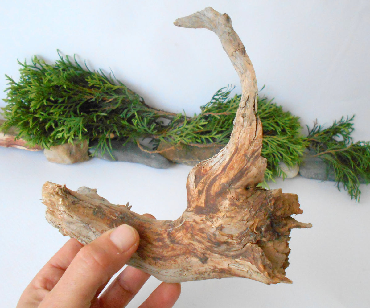 This is a naturally formed driftwood with a unique surface formed in a forest in the Rhodopes Mountain in Southern Europe- country Bulgaria. This piece of wood has been formed for many years and time has exposed the inner parts of the old tree wood. It looks like a small boat or a small pirate ship.  Size: 7.5&#39;&#39; x 7&#39;&#39; x 2&#39;&#39;-&amp;nbsp; 19.5 x 18 x 5 cm.&amp;nbsp;