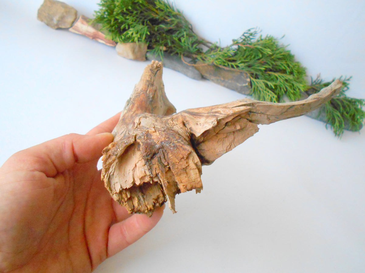 This is a naturally formed driftwood with a unique surface formed in a forest in the Rhodopes Mountain in Southern Europe- country Bulgaria. This piece of wood has been formed for many years and time has exposed the inner parts of the old tree wood. It looks like a small boat or a small pirate ship.  Size: 7.5&#39;&#39; x 7&#39;&#39; x 2&#39;&#39;-&amp;nbsp; 19.5 x 18 x 5 cm.&amp;nbsp;