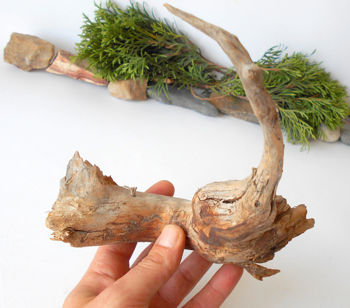 This is a naturally formed driftwood with a unique surface formed in a forest in the Rhodopes Mountain in Southern Europe- country Bulgaria. This piece of wood has been formed for many years and time has exposed the inner parts of the old tree wood. It looks like a small boat or a small pirate ship.  Size: 7.5&#39;&#39; x 7&#39;&#39; x 2&#39;&#39;-&amp;nbsp; 19.5 x 18 x 5 cm.&amp;nbsp;