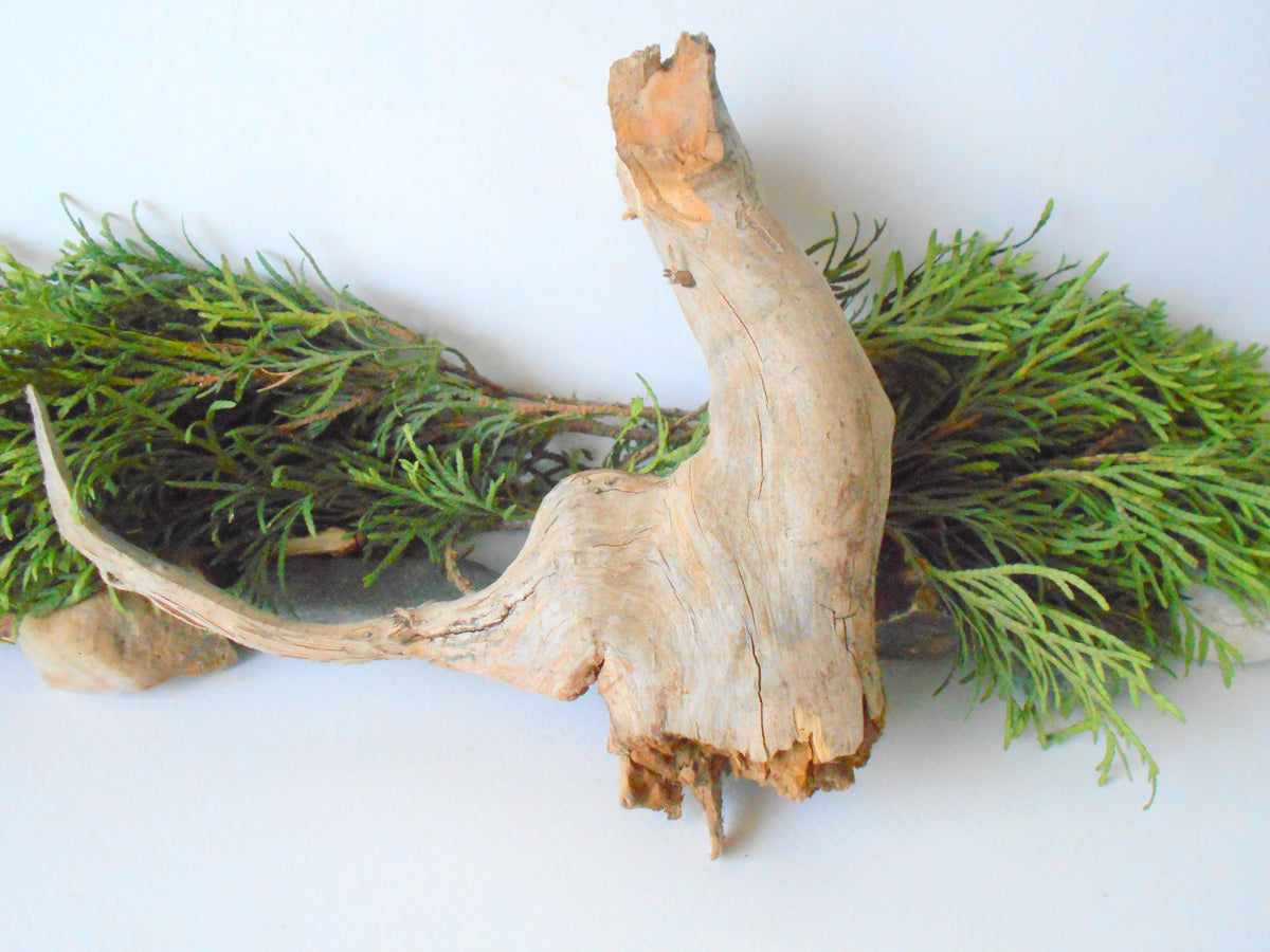 This is a naturally formed driftwood with a unique surface formed in a forest in the Rhodopes Mountain in Southern Europe- country Bulgaria. This piece of wood has been formed for many years and time has exposed the inner parts of the old tree wood. It looks like a small boat or a small pirate ship.  Size: 7.5&#39;&#39; x 7&#39;&#39; x 2&#39;&#39;-&amp;nbsp; 19.5 x 18 x 5 cm.&amp;nbsp;