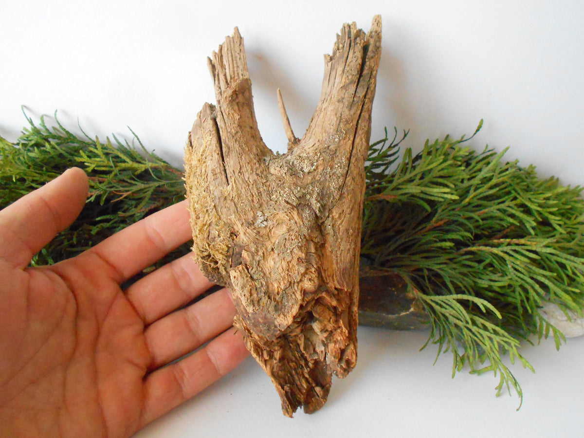 This is a naturally formed driftwood with a unique surface formed in a forest in the Rhodopes Mountain in Southern Europe- country Bulgaria. This piece of wood has been formed for many years and time has exposed the inner parts of the old tree wood.&amp;nbsp;  Size: 7.5&#39;&#39; x 3.5&#39;&#39; x 2&#39;&#39;-&amp;nbsp; 19.5 x 9 x 5 cm.&amp;nbsp;