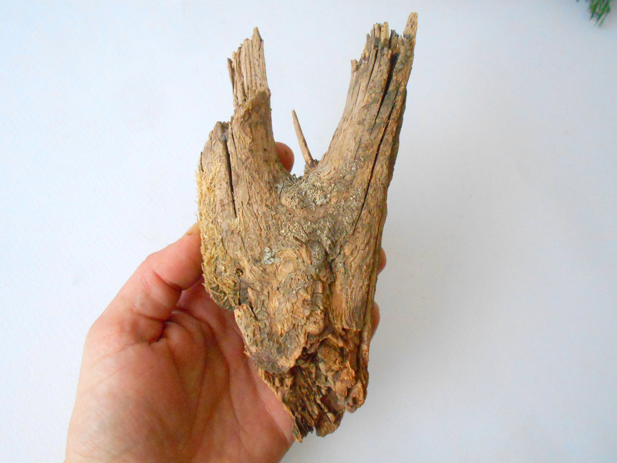 This is a naturally formed driftwood with a unique surface formed in a forest in the Rhodopes Mountain in Southern Europe- country Bulgaria. This piece of wood has been formed for many years and time has exposed the inner parts of the old tree wood.&amp;nbsp;  Size: 7.5&#39;&#39; x 3.5&#39;&#39; x 2&#39;&#39;-&amp;nbsp; 19.5 x 9 x 5 cm.&amp;nbsp;