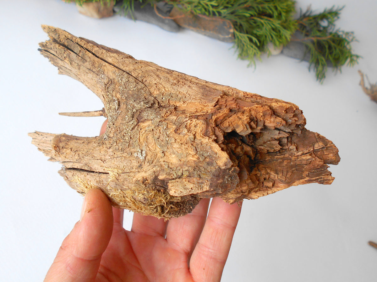 This is a naturally formed driftwood with a unique surface formed in a forest in the Rhodopes Mountain in Southern Europe- country Bulgaria. This piece of wood has been formed for many years and time has exposed the inner parts of the old tree wood.&amp;nbsp;  Size: 7.5&#39;&#39; x 3.5&#39;&#39; x 2&#39;&#39;-&amp;nbsp; 19.5 x 9 x 5 cm.&amp;nbsp;