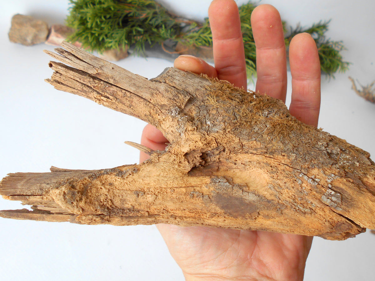 This is a naturally formed driftwood with a unique surface formed in a forest in the Rhodopes Mountain in Southern Europe- country Bulgaria. This piece of wood has been formed for many years and time has exposed the inner parts of the old tree wood.&amp;nbsp;  Size: 7.5&#39;&#39; x 3.5&#39;&#39; x 2&#39;&#39;-&amp;nbsp; 19.5 x 9 x 5 cm.&amp;nbsp;