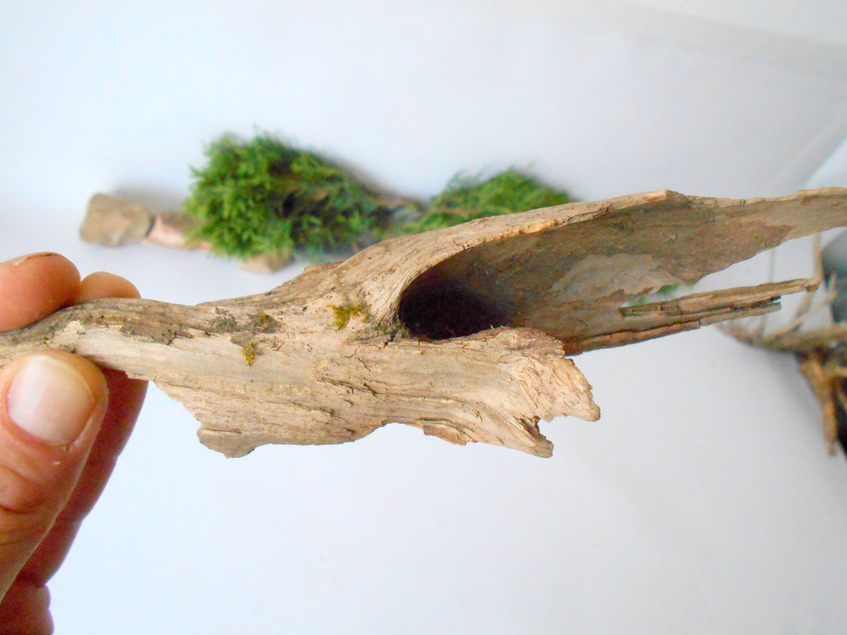 This is a naturally formed driftwood with a unique surface formed in a forest in the Rhodopes Mountain in Southern Europe- country Bulgaria. This piece of wood has been formed for many years and time has exposed the inner parts of the old tree wood.&amp;nbsp;  Size: about 8&#39;&#39; x 2.5&#39;&#39; x 1.5&#39;&#39;-&amp;nbsp; 20.5 x 6 x 4 cm.&amp;nbsp;