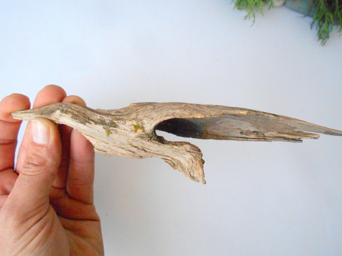 This is a naturally formed driftwood with a unique surface formed in a forest in the Rhodopes Mountain in Southern Europe- country Bulgaria. This piece of wood has been formed for many years and time has exposed the inner parts of the old tree wood.&amp;nbsp;  Size: about 8&#39;&#39; x 2.5&#39;&#39; x 1.5&#39;&#39;-&amp;nbsp; 20.5 x 6 x 4 cm.&amp;nbsp;