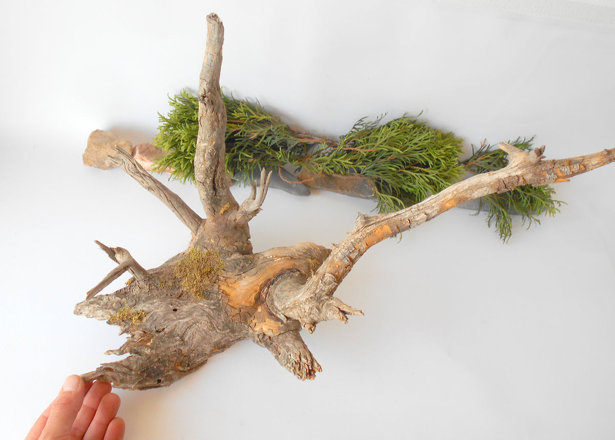 This is a naturally formed driftwood with a unique surface formed in a forest in the Rhodopes Mountain in Southern Europe- country Bulgaria. This piece of wood has been formed for many years and time has exposed the inner parts of the old tree wood. This &#39;specimen&#39; reminds me of an old deer with antlers.  Size: about 18&#39;&#39; x 10&#39;&#39; x 12&#39;&#39;-&amp;nbsp; 46 x 25 x 30 cm.&amp;nbsp;