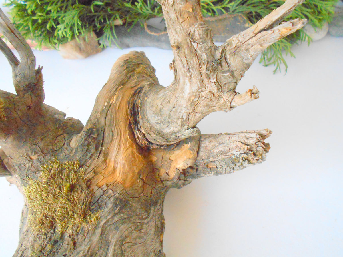 This is a naturally formed driftwood with a unique surface formed in a forest in the Rhodopes Mountain in Southern Europe- country Bulgaria. This piece of wood has been formed for many years and time has exposed the inner parts of the old tree wood. This &#39;specimen&#39; reminds me of an old deer with antlers.  Size: about 18&#39;&#39; x 10&#39;&#39; x 12&#39;&#39;-&amp;nbsp; 46 x 25 x 30 cm.&amp;nbsp;